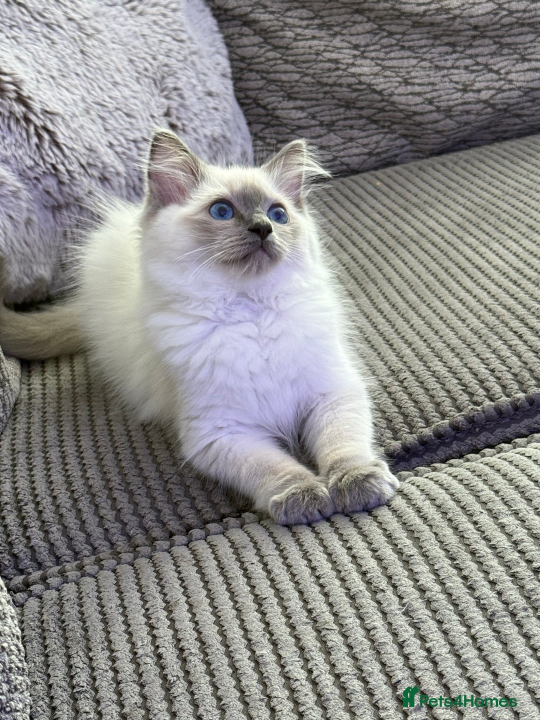 Ragdoll cats for sale: Female Blue Point Ragdoll Kitten - Image 3