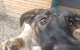 Mixed Breed dogs for adoption: Skye - In Ayr Looking for a home  - Image 5