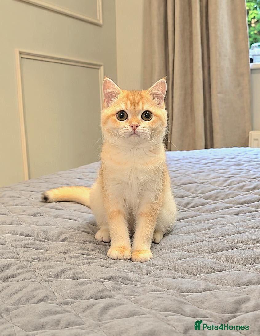 British Shorthair cats GCCF Chocolate Golden Girl | LAST ONE | Ready NOW - Advert 1