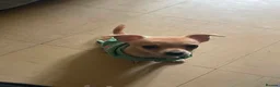 Chihuahua dogs for sale: 4 month old chihuahua   - Advert 10