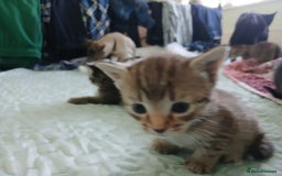 Oriental cats for sale: 4 girls 1 boy - Image 8