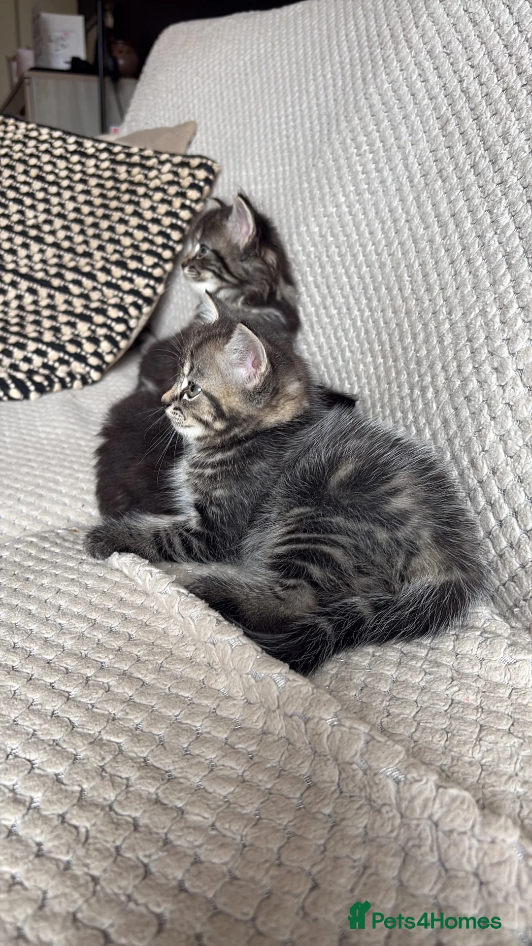 Ragdoll cats for sale: Ragdoll Cross Kittens - Advert 1