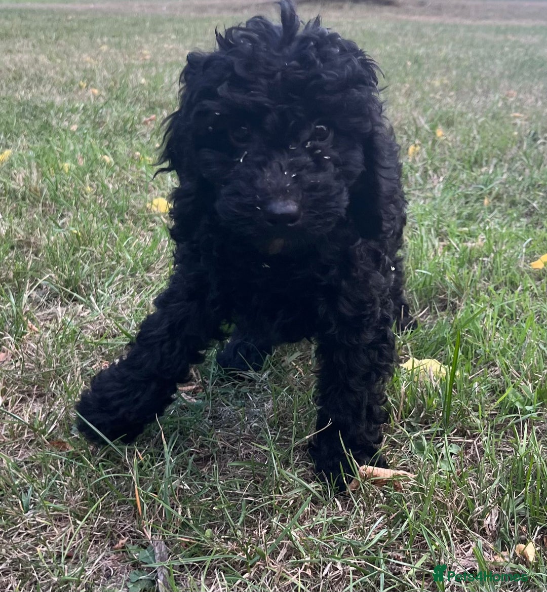 Cockapoo dogs for sale: Cockapoo Puppies - Advert 17