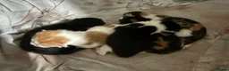 Mixed Breed cats for sale: 4 kittens left - Advert 4