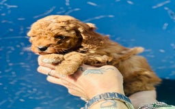 Miniature Poodle dogs for sale: Wow 🤩 how stunning  - Image 6