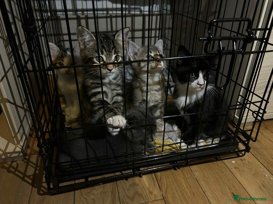 Mixed Breed cats for sale: Kittens  - Image 1
