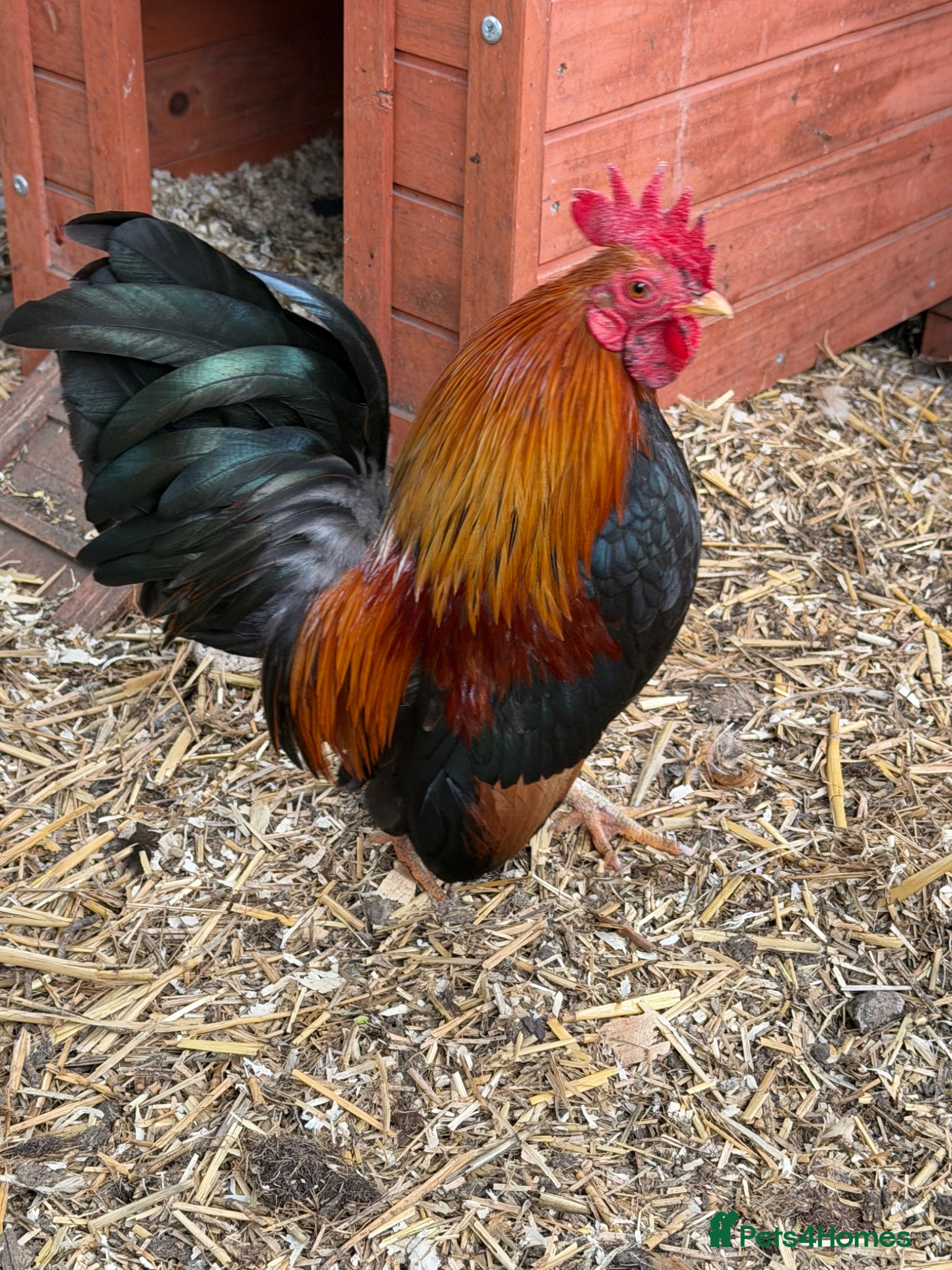 Chickens poultry Beauty Smooth Serama Cockerel Available 4 Adoption - Advert 1