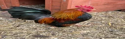 Chickens poultry for sale: Beauty Smooth Serama Cockerel Available 4 Adoption in Basildon - Advert 1