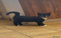 Mixed Breed cats for sale: Beautiful male kitten - Image 7