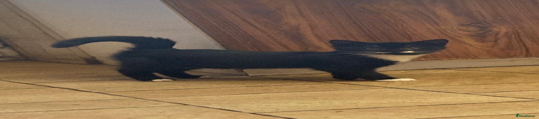 Mixed Breed Kitten 1