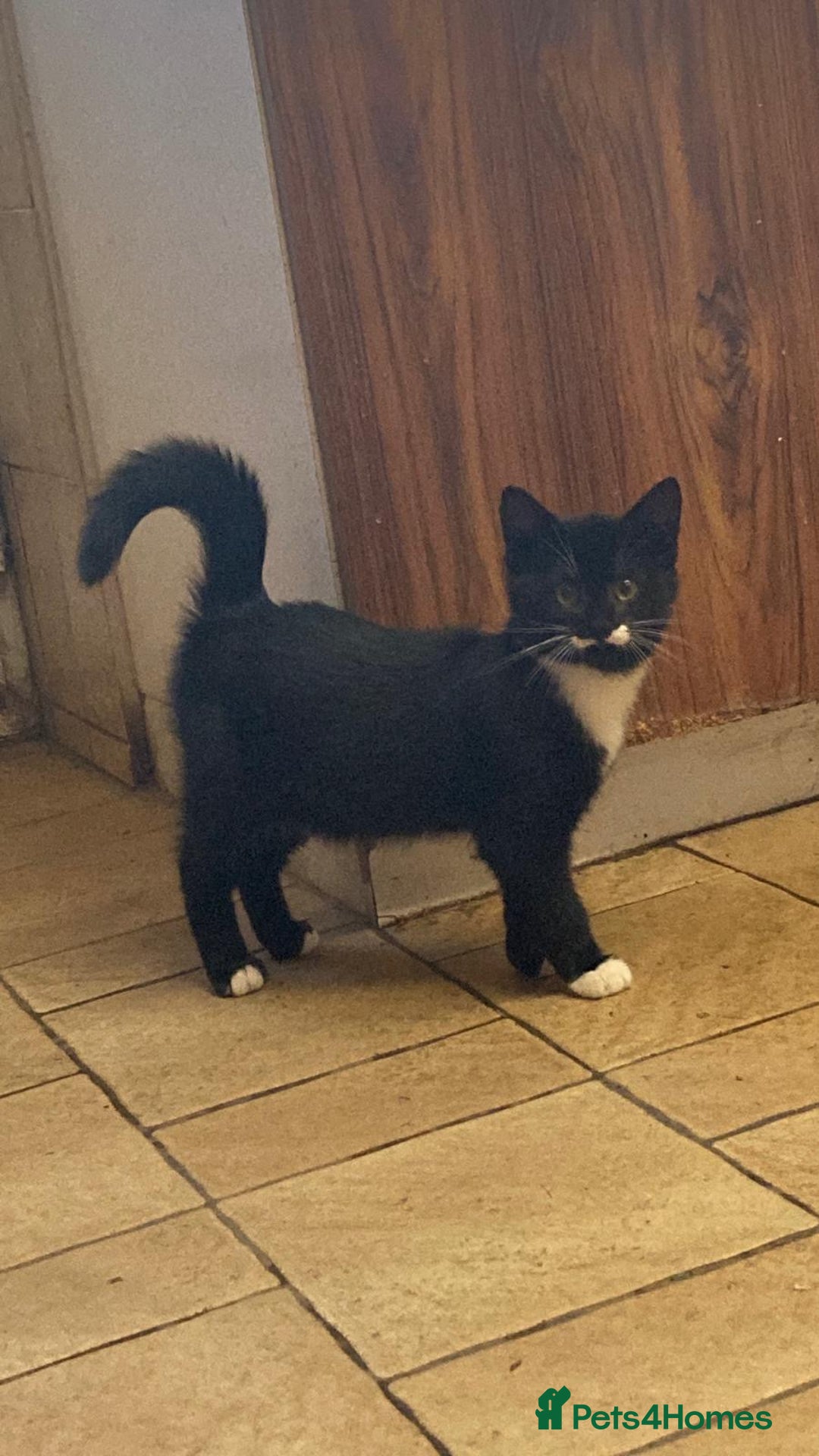 Mixed Breed cats for sale: Beautiful male kitten - Image 7