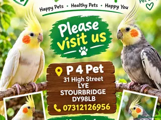 Mixed Breed birds Baby cocktails - Advert 1