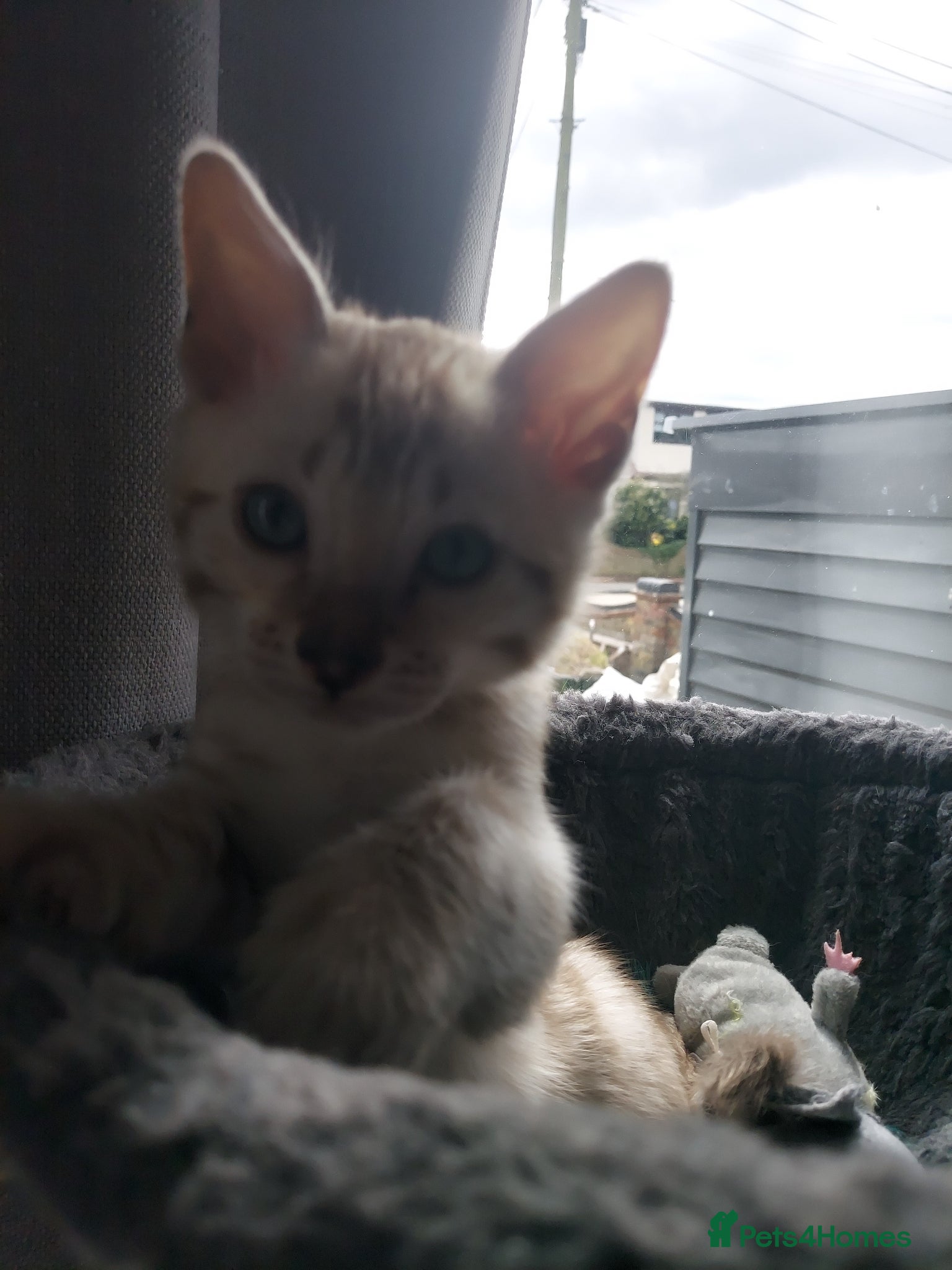 Bengal cats for sale: Pedigree Snow Bengal Kittens  - Advert 15
