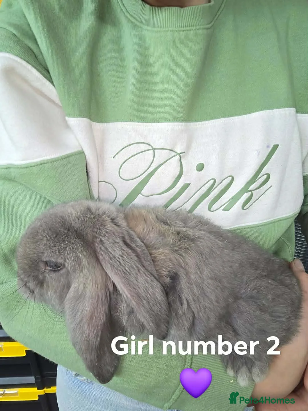 French Lop rabbits for sale: French lop bunnies  - Advert 2