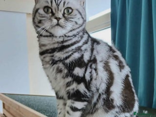 British Shorthair cats - Advert 15