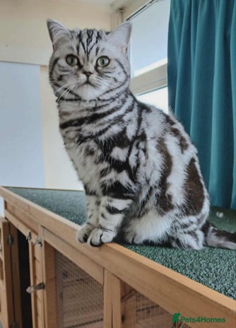British Shorthair cats - Advert 3