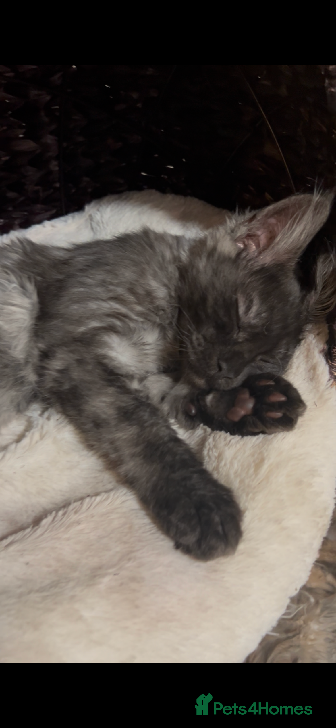 Maine Coon cats 2 STUNNING RUSSIAN MAINECOON KITTENS  - Advert 18