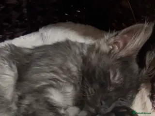 Maine Coon cats 2 STUNNING RUSSIAN MAINECOON KITTENS - Advert 18