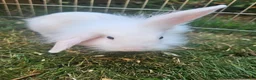 Lionhead rabbits for sale: Female Lionhead Rabbit 10 weeks old - Advert 3