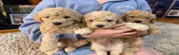 Maltipoo dogs for sale: Ready this week 🧸 - Advert 13