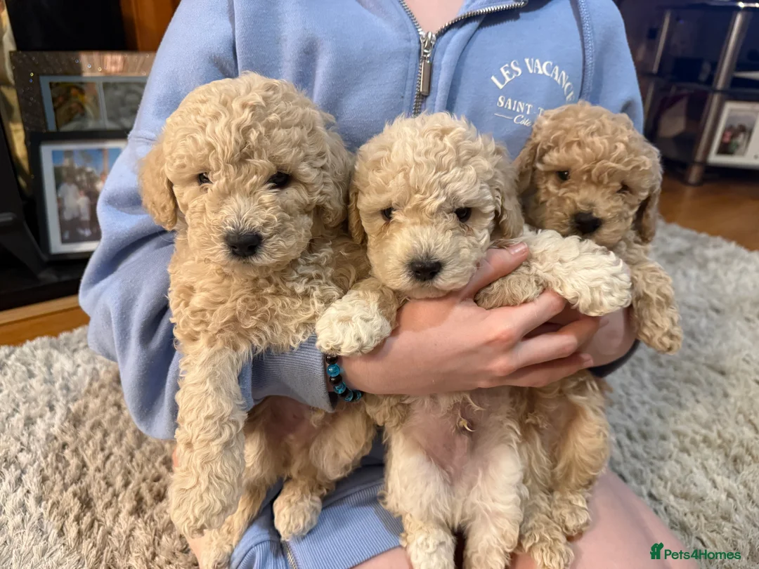 Maltipoo dogs for sale: Ready this week 🧸 - Advert 13