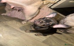 French Bulldog dogs for sale: Frenchie pups for sale  - Image 11