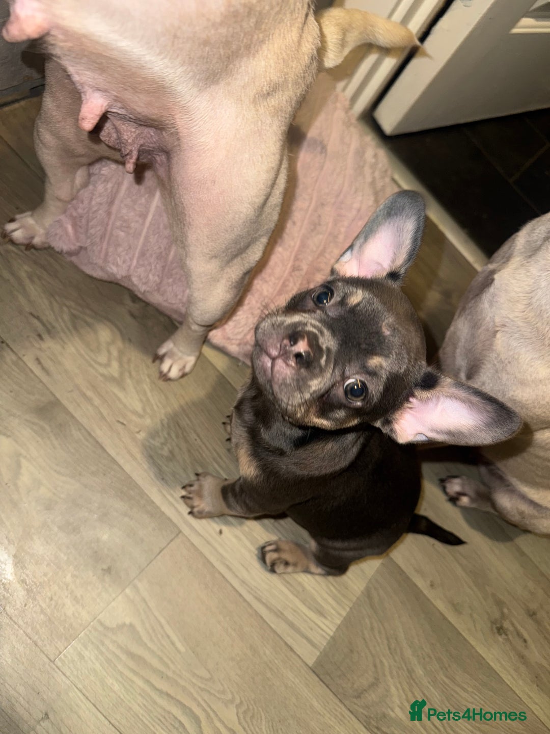 French Bulldog dogs for sale: Frenchie pups for sale  - Image 11