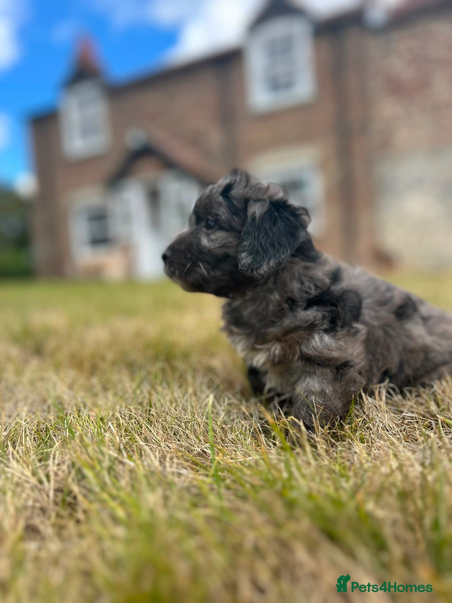 Cockapoo dogs Miniature F1 Cockapoo puppies  - Advert 8
