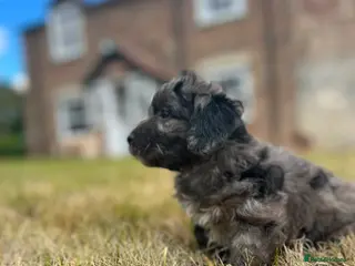 Cockapoo dogs Miniature F1 Cockapoo puppies - Advert 1
