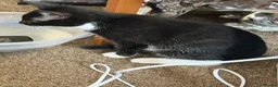 Mixed Breed cats for sale: 2 kittens  - Advert 5