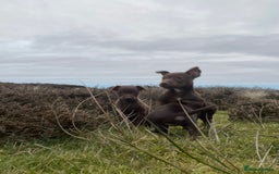 Patterdale Terrier dogs for sale: Parrerdale - Image 10