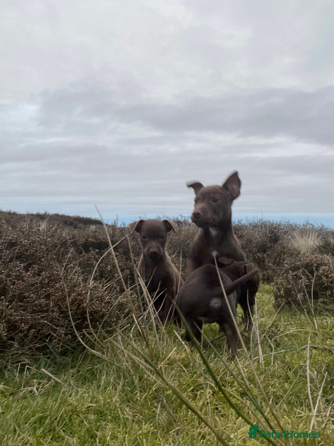 Patterdale Terrier dogs for sale: Parrerdale - Image 10