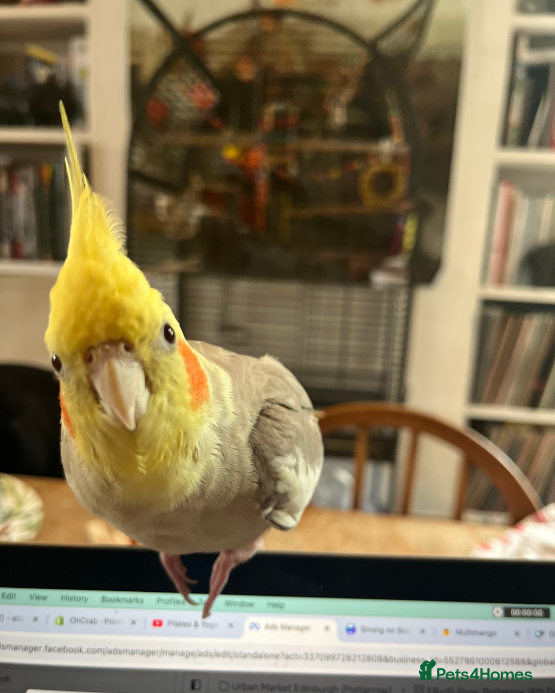 Cockatiels birds Friendly Cockatiel with Cage + Accessories - Advert 2