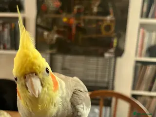 Cockatiels birds Friendly Cockatiel with Cage + Accessories - Advert 2