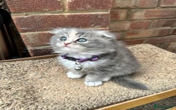Scottish Fold cats for sale: Stunningly beautiful Scottish Fold x Ragdoll  - Image 15