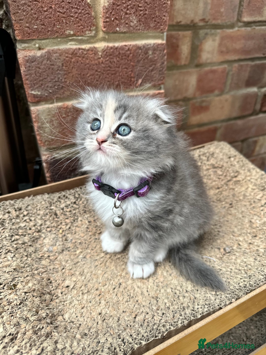 Scottish Fold cats for sale: Stunningly beautiful Scottish Fold x Ragdoll  - Image 15
