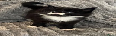 Maine Coon 2