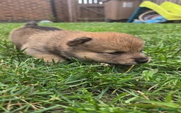 Japanese Shiba Inu dogs for sale: 4 Stunning sesame shibas pups ❤️ - Image 10