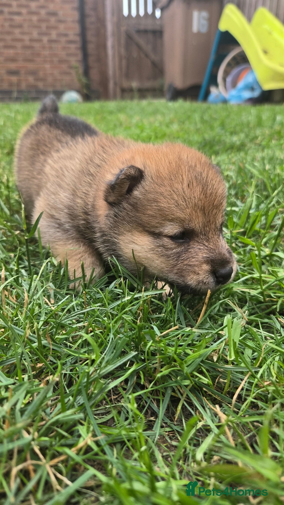 Japanese Shiba Inu dogs for sale: 4 Stunning sesame shibas pups ❤️ - Image 10