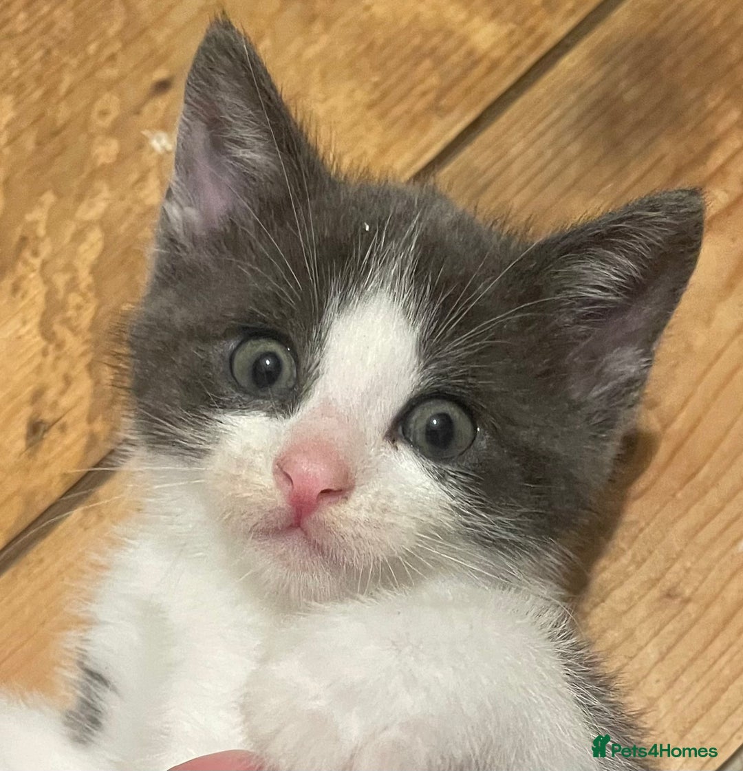 Mixed Breed cats for sale: 5 Beautiful & Friendly kittens for sale  - Advert 28