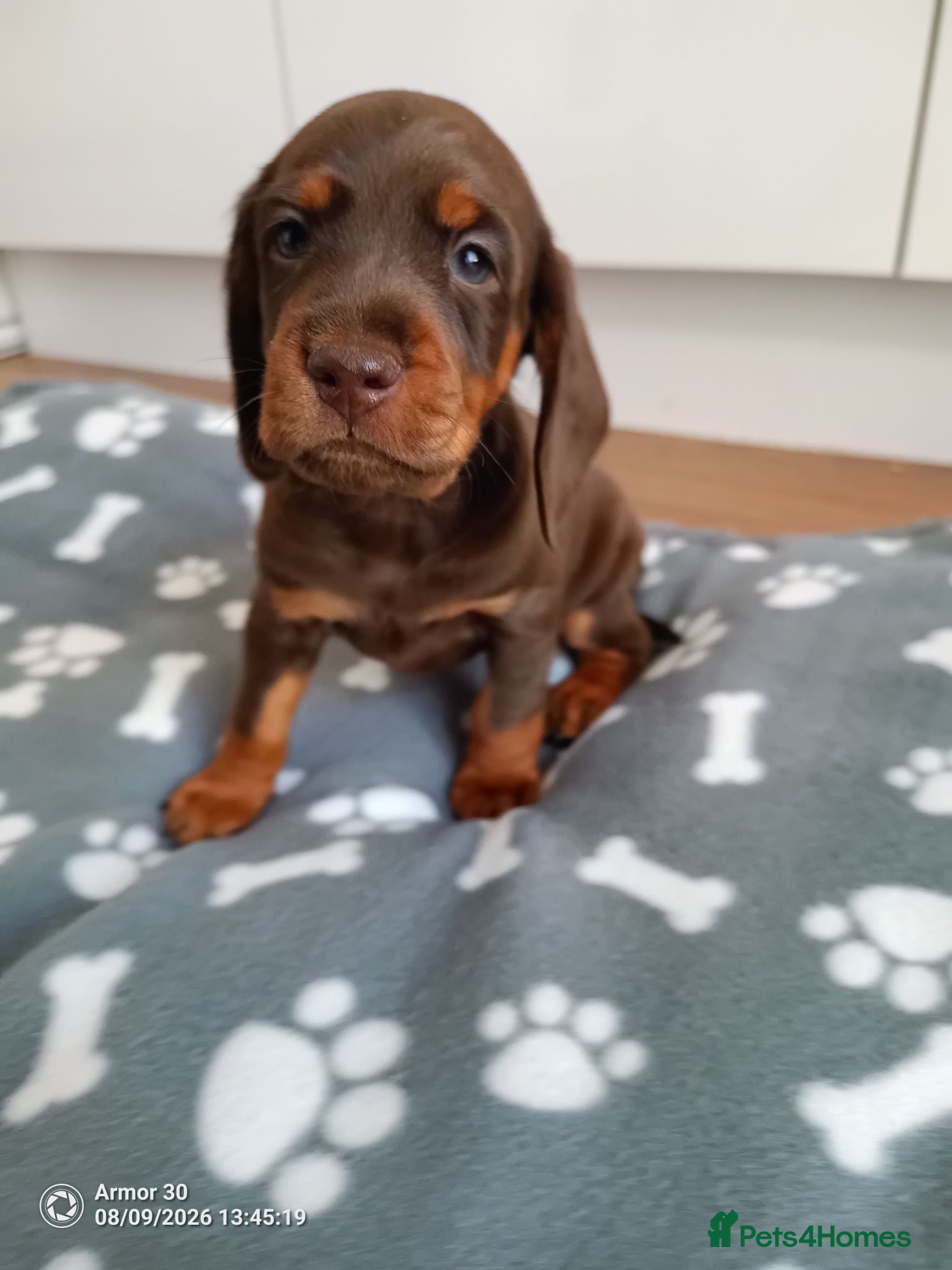 Miniature Dachshund dogs Beautiful miniature dachshund puppies  - Advert 2