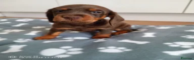 Rolo