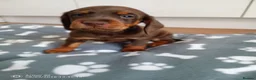 Miniature Dachshund dogs for sale: Beautiful miniature dachshund puppies  in Cannock - Advert 2