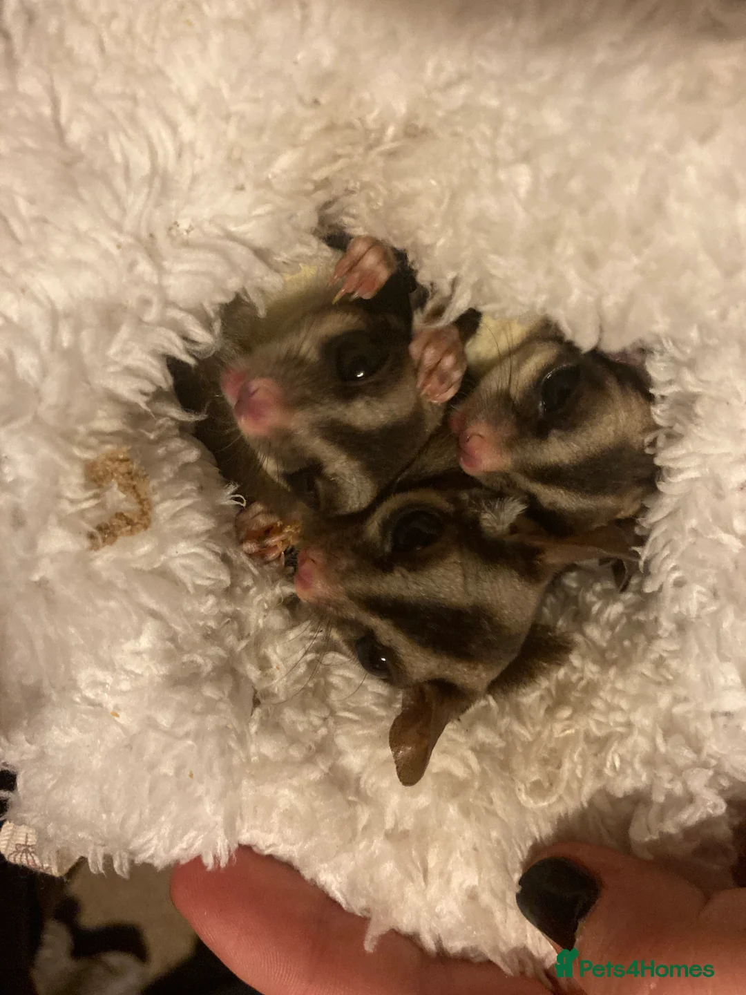 Sugar Glider rodents for sale: 3 female sugar gliders and set up - Advert 7