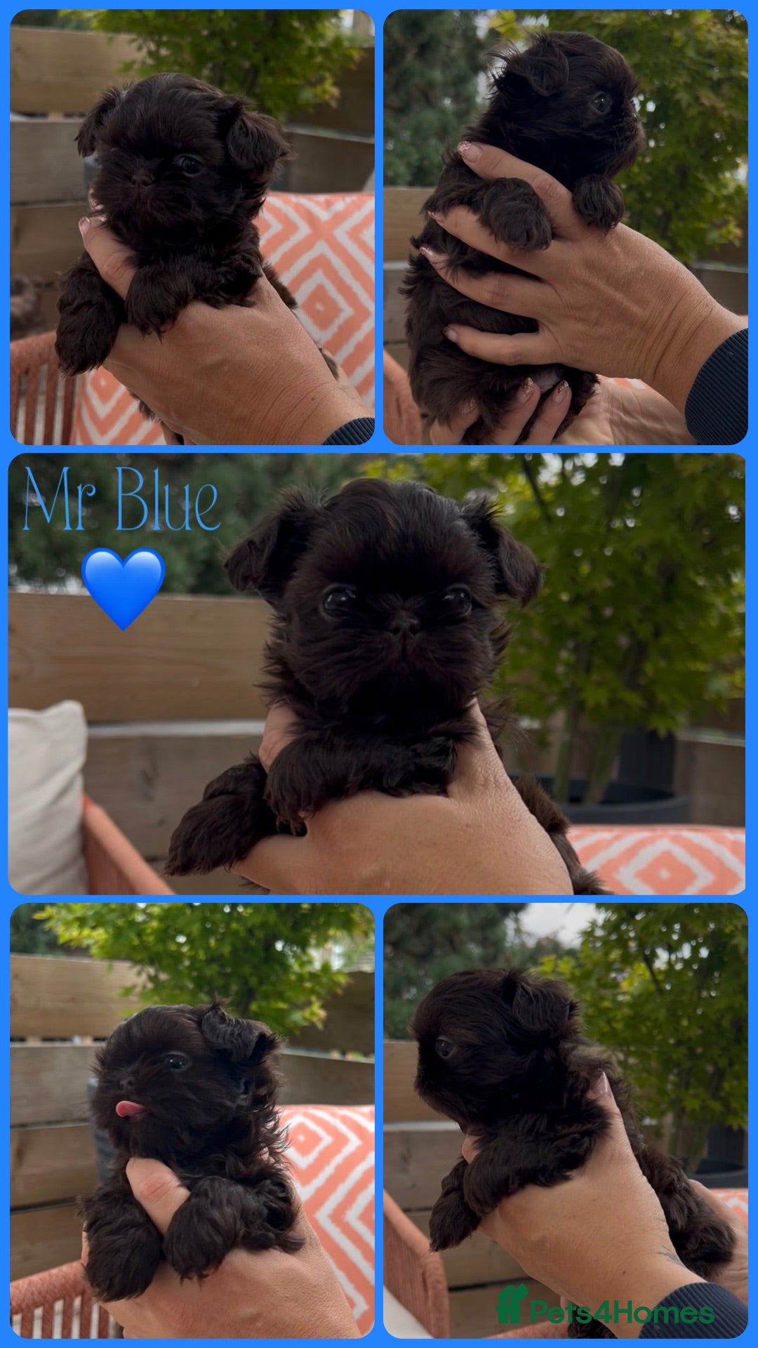 Shih Tzu dogs KC true chocolate imperial Shihtzu puppies  - Advert 8