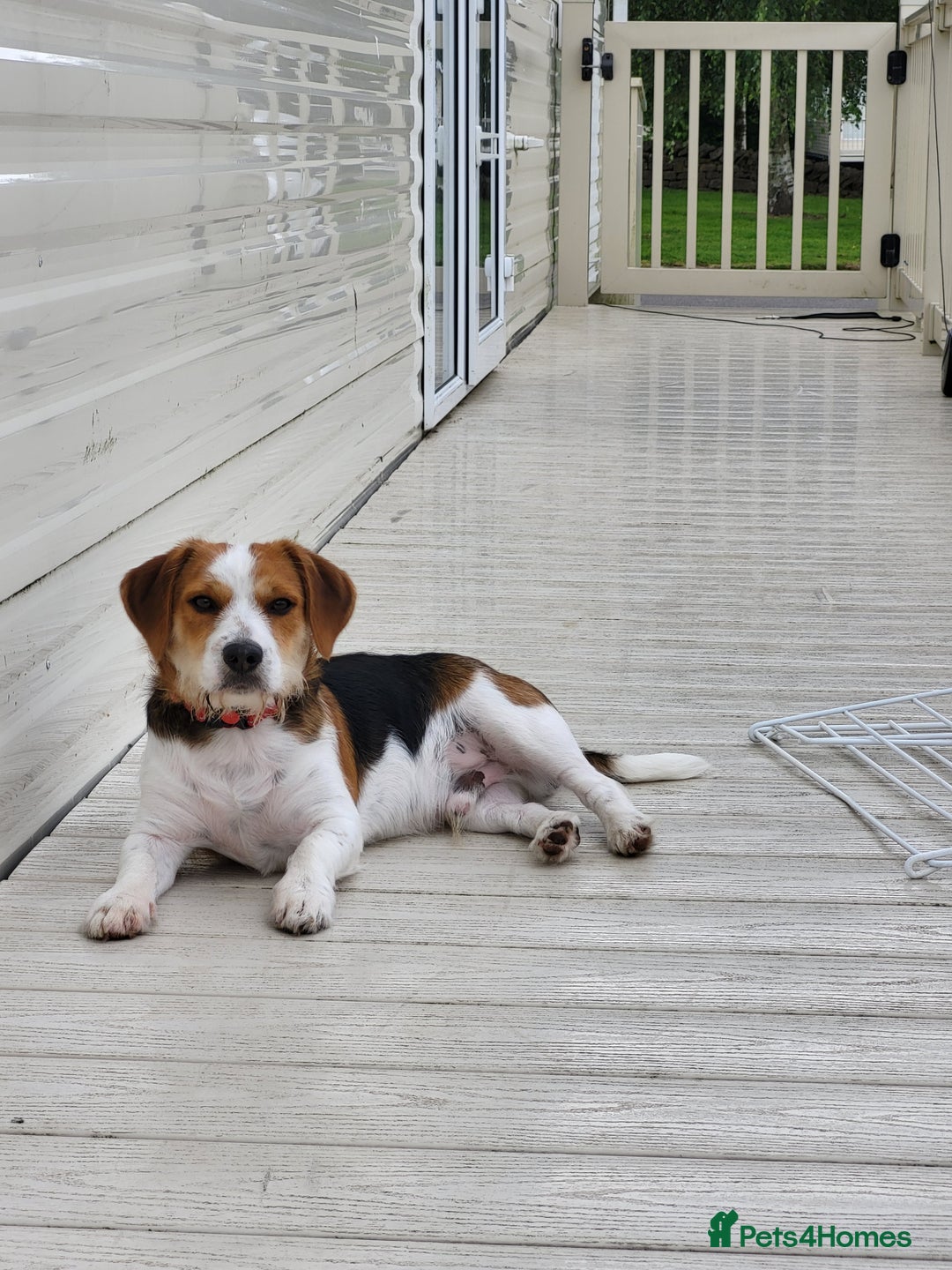 Mixed Breed dogs for sale: Dog for sale - Advert 1