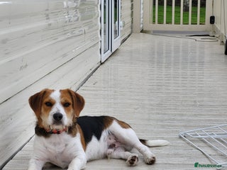 Mixed Breed dogs Dog for sale - Advert 2