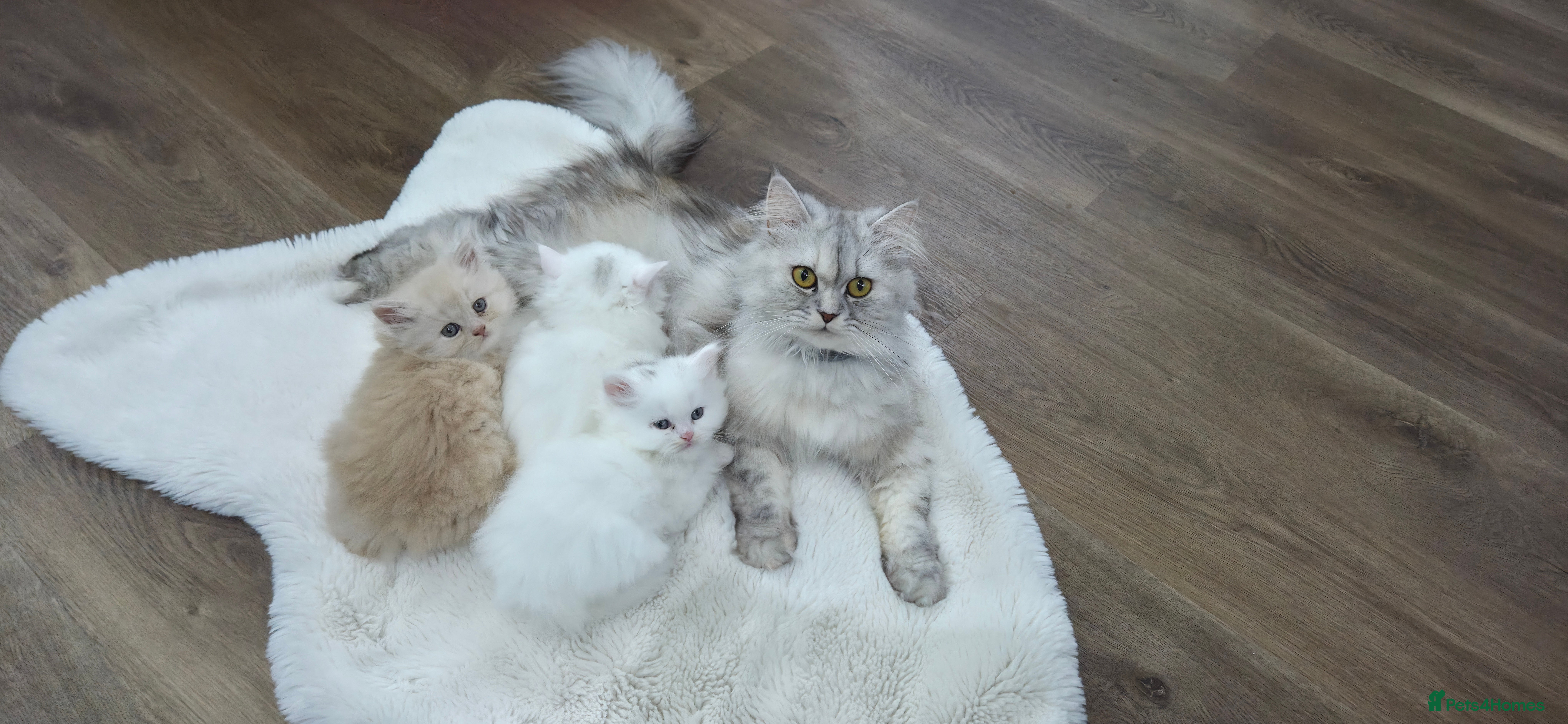 Persian cats Chinchilla Persian kittens - Advert 8