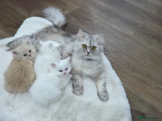 Persian cats Chinchilla Persian kittens - Advert 7