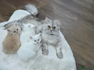 Persian cats Chinchilla Persian kittens - Advert 2